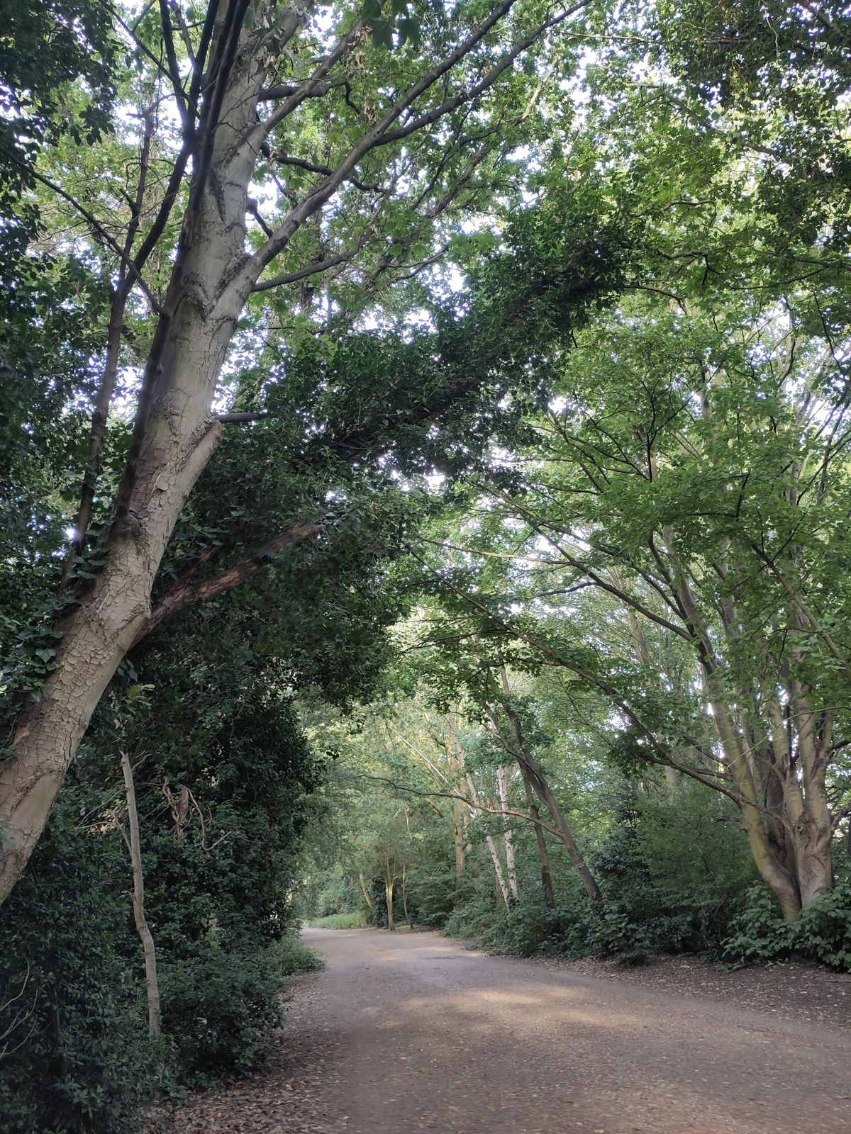 A tree along the walk.