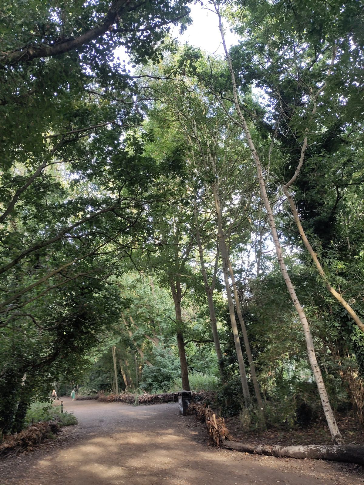 A tree along the walk.