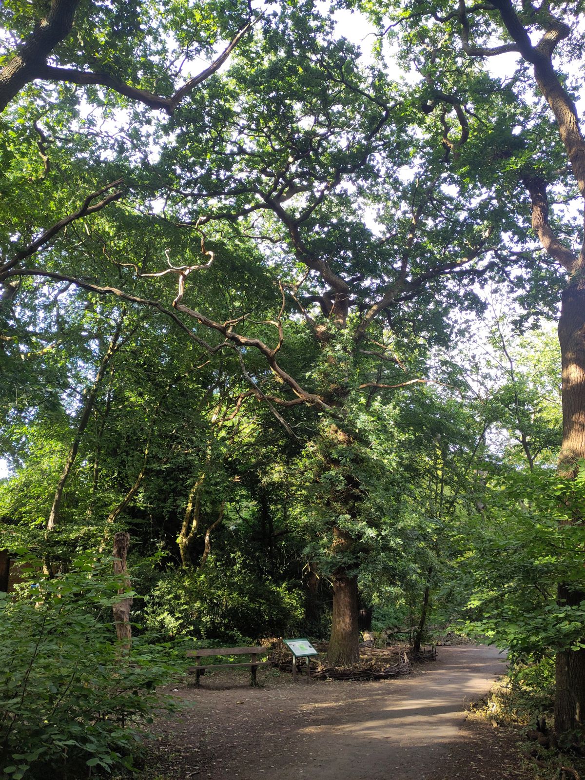 Under the trees, along the path this walk follows.