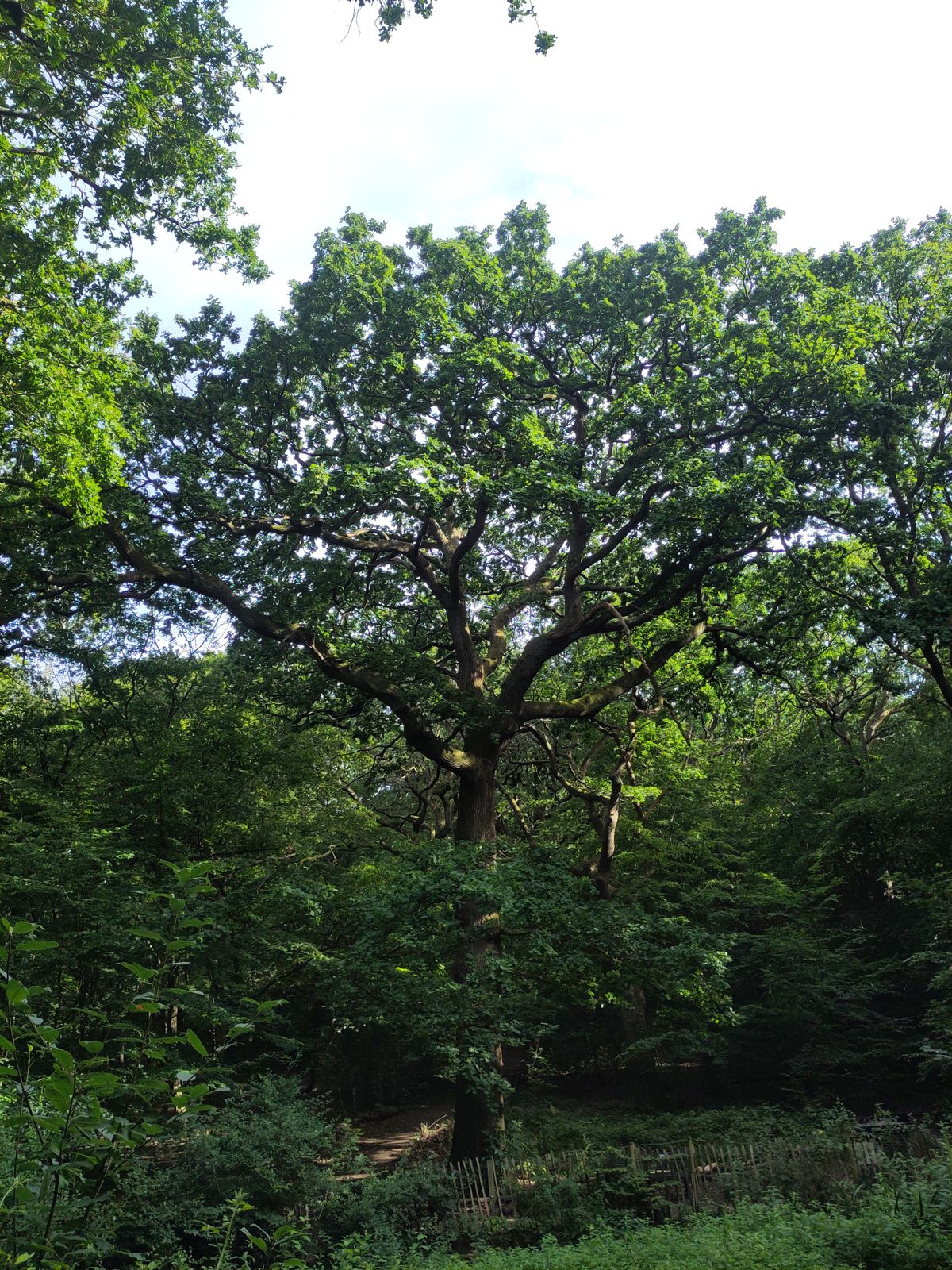 A tree along the walk.