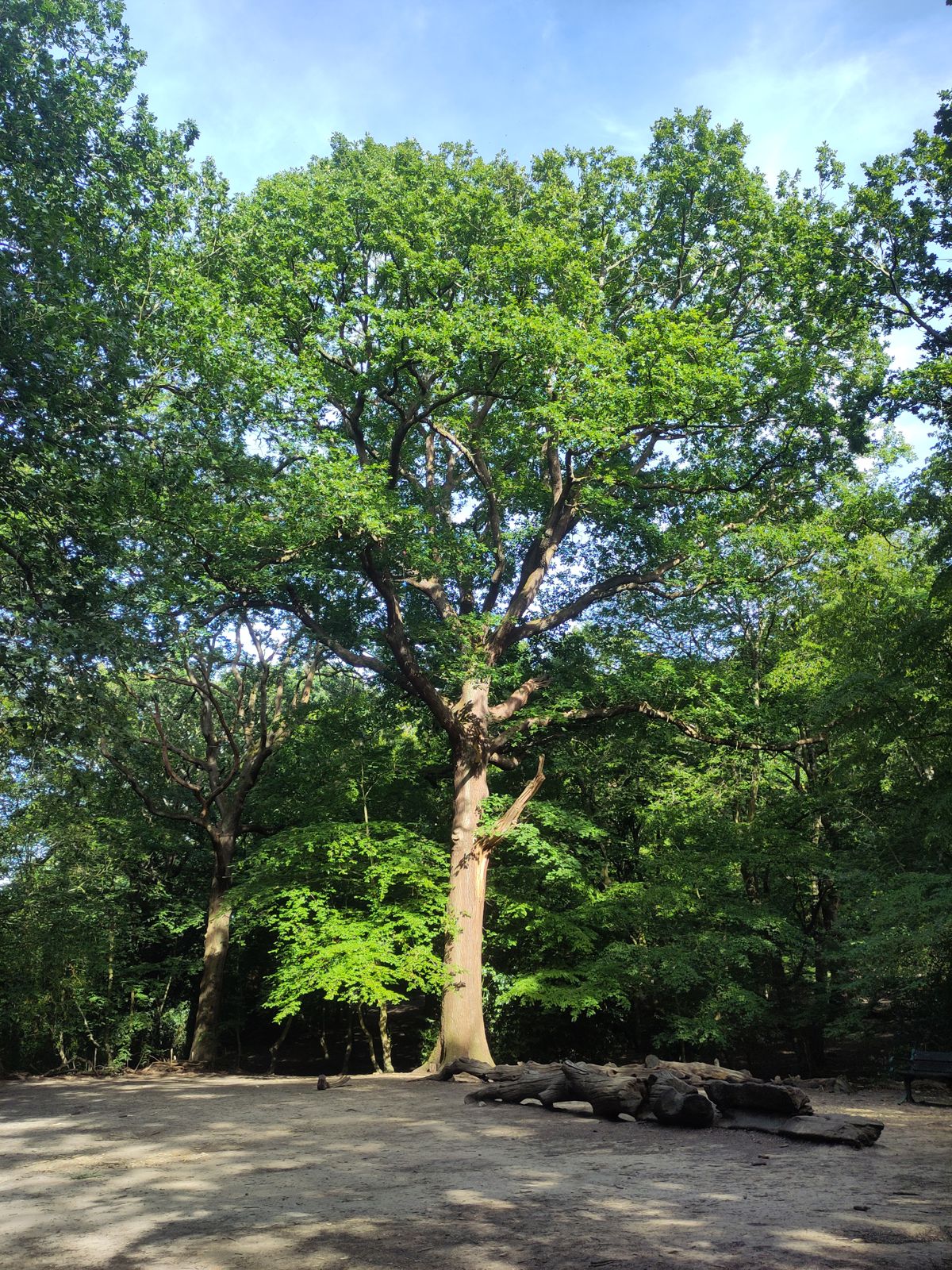 Acknowledge and Appreciate the Oak