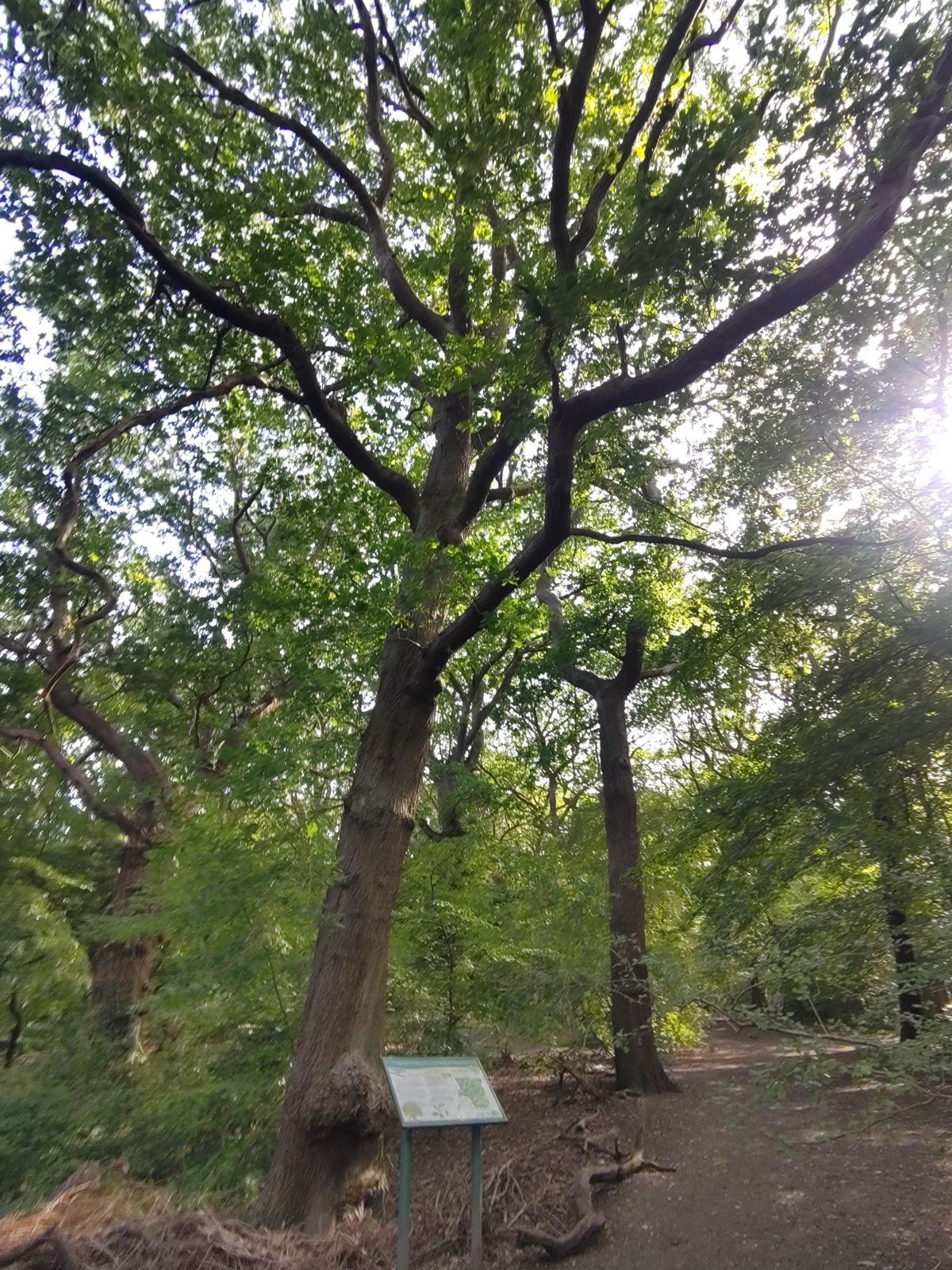 Queen's Wood - Crouch End Exit